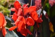 Canna indica Cannova Bronze Scarlet