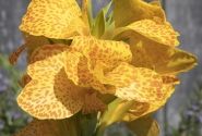 Canna indica Cannova F1 Golden Leopard