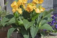 Canna indica Cannova F1 Golden Leopard