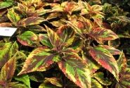 Coleus blumei Copa Combat