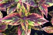 Coleus blumei Copa Combat