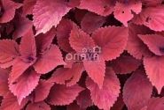 Coleus blumei Copa Copper
