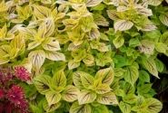 Coleus blumei Copa Nevada