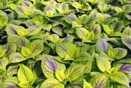 Coleus blumei Copa Nevada