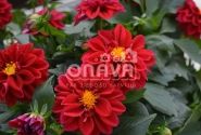 Dahlia hortensis Lubega Deep Red