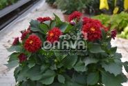 Dahlia hortensis Lubega Deep Red