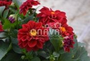Dahlia hortensis Lubega Deep Red