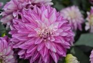 Dahlia hortensis Lubega Power Cherry Stripes