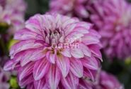 Dahlia hortensis Lubega Power Cherry Stripes
