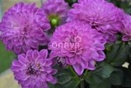 Dahlia hortensis Lubega Power Violet Bicolor