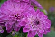 Dahlia hortensis Lubega Power Violet Bicolor