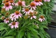 Echinacea purpurea Papallo Classic Rose