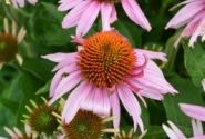 Echinacea purpurea Papallo Classic Rose