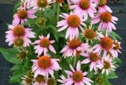 Echinacea purpurea Papallo Classic Rose