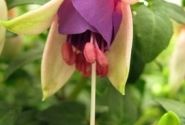Fuchsia hybrida Fuchsita Blush-Violet (stāva)