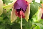Fuchsia hybrida Fuchsita Blush-Violet (stāva)