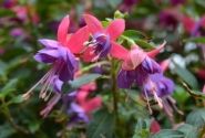 Fuchsia hybrida Leonita Double Rose-Blue (nokarena)