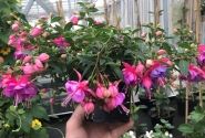 Fuchsia hybrida Leonita Double Rose-Blue (nokarena XXL)