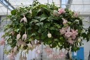 Fuchsia hybrida Pink Marshmallow (nokarena)