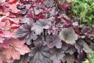 Heuchera hybrida Bella Notte