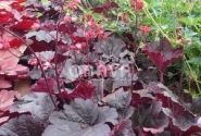 Heuchera hybrida Bella Notte