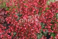 Heuchera hybrida Paris