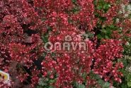 Heuchera hybrida Paris