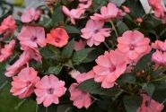 Impatiens Neu-Guinea Sunpatiens Compact Blush Pink