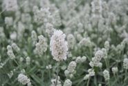 Lavandula angustifolia Vienco Early White