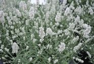 Lavandula angustifolia Vienco Early White