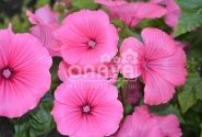 Lavatera trimestris Regis Ruby