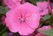 Lavatera trimestris Regis Ruby