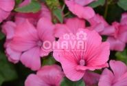 Lavatera trimestris Regis Ruby