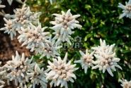 Leontopodium alpinum Matterhorn (XXL)