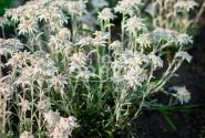 Leontopodium alpinum Matterhorn (XXL)