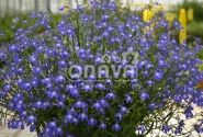 Lobelia erinus Laura Blue Eye