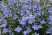 Lobelia erinus Laura Sky Blue