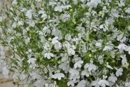 Lobelia erinus Laura White