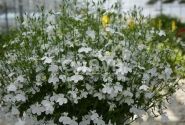 Lobelia erinus Laura White