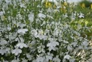 Lobelia erinus Laura White