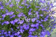 Lobelia erinus Laura Basket (Power) Dark Blue
