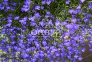 Lobelia erinus Laura Basket (Power) Dark Blue