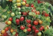 Lycopersicon lycopersicum Verino Red