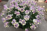 Nemesia fruticans Mareto Pink & Lemon