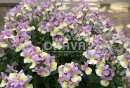 Nemesia fruticans Mareto Pink & Lemon