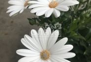 Osteospermum ecklonis Erato Basket Pure White