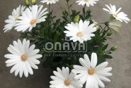 Osteospermum ecklonis Erato Basket Pure White