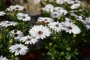 Osteospermum ecklonis Erato Compact White