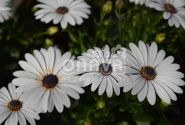 Osteospermum ecklonis Erato Compact White