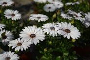 Osteospermum ecklonis Erato Compact White